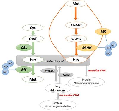 Plant homocysteine, a methionine precursor and plant’s hallmark of metabolic disorders